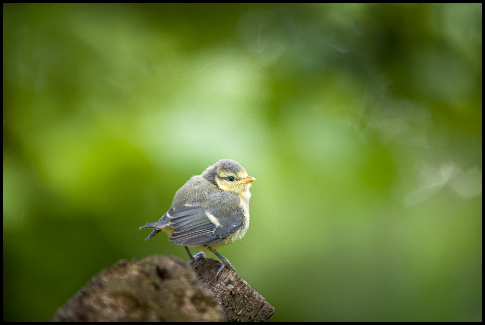 Bébé mésange – JG Photographies & Impressions